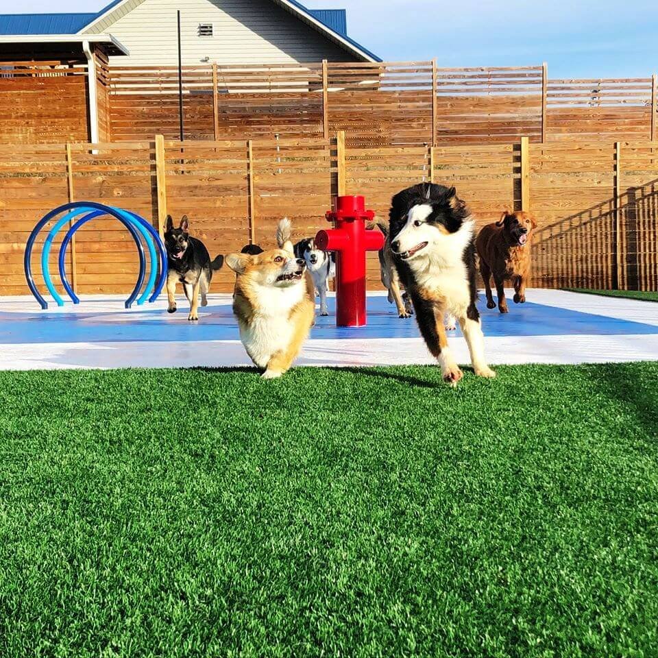 Dog-park-potty-grass-at doggy-day-Indiana