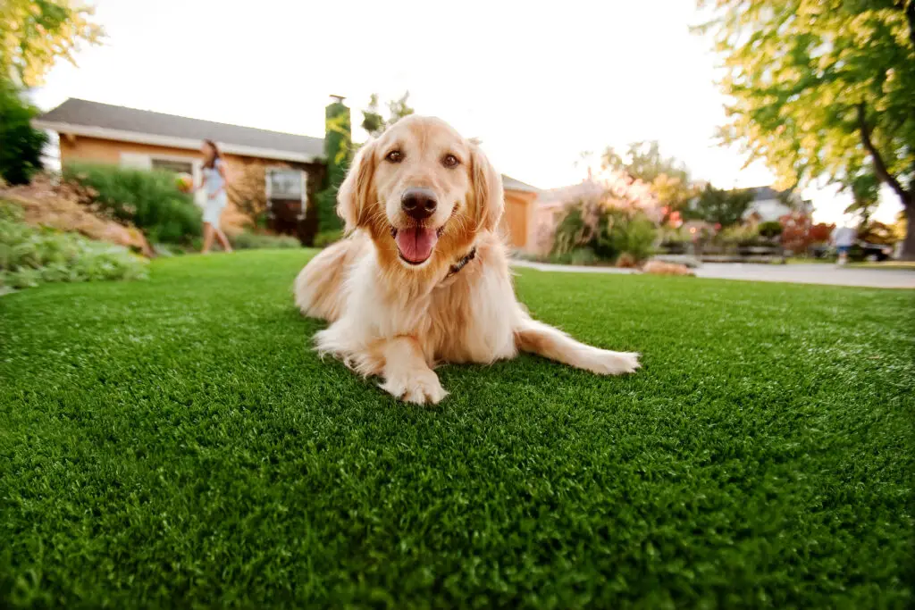 Dog Enjoying sitting on Pup-Grass
