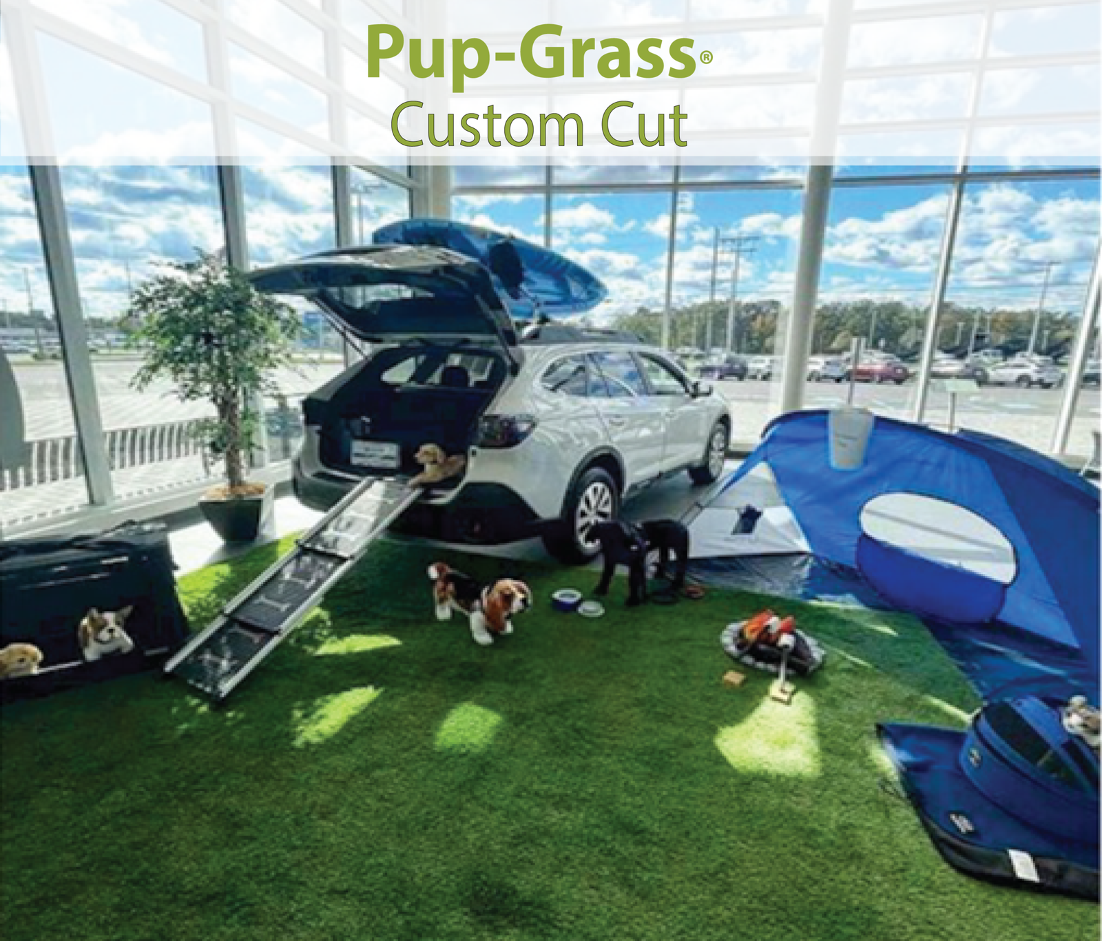 Pup-Grass-featured- in- suburb-show-room